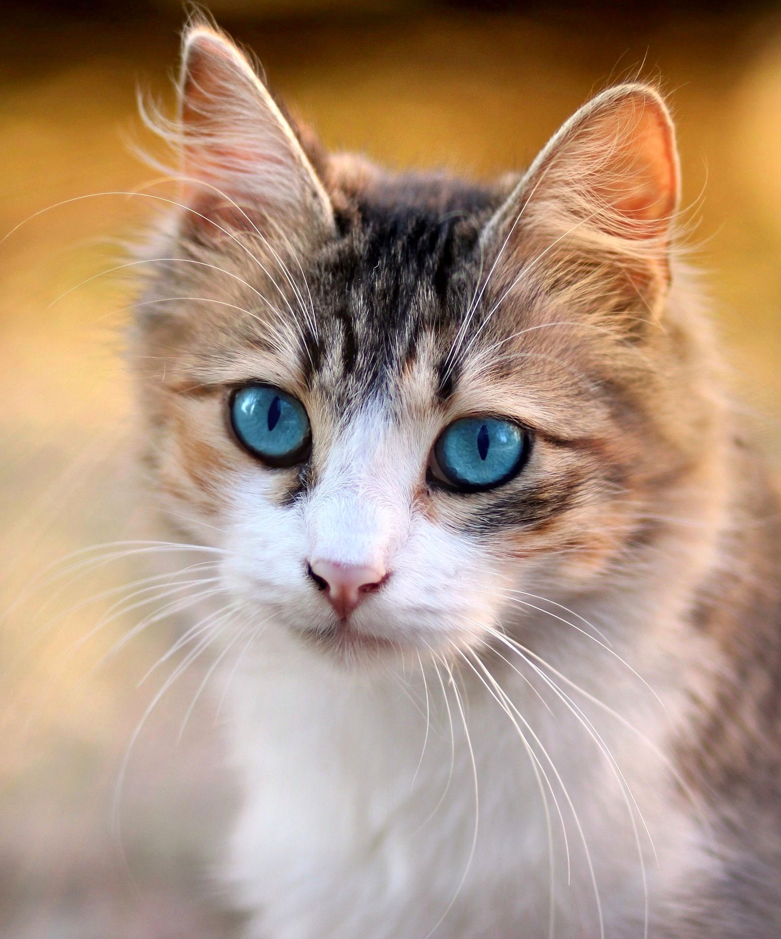 Shop Pet Supplies at J.Nellyn's always